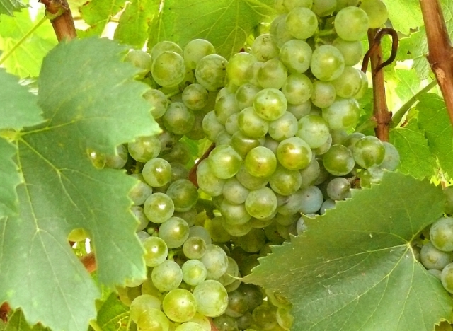  Grape bunch 